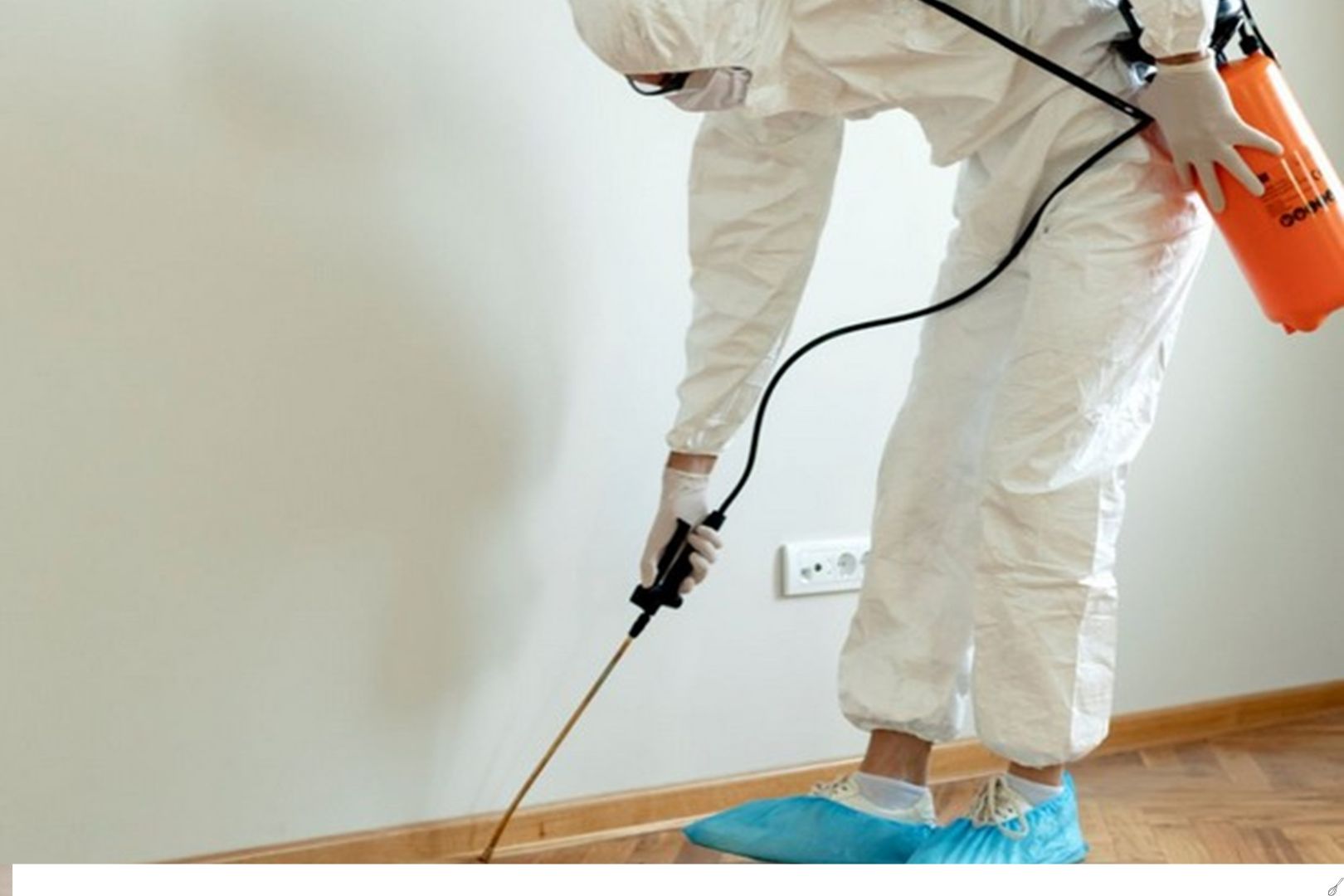 Como Escolher a Dedetizacao Ideal para Sua Casa